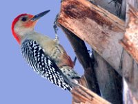 Red Bellied Woodpecker